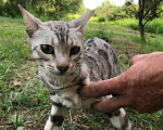 Кошки в Барнауле: Котята бенгалы Девочка, 15 000 руб. - фото 10