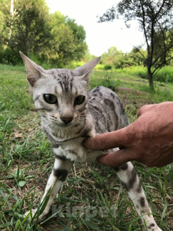 Кошки в Барнауле: Котята бенгалы Девочка, 15 000 руб. - фото 10