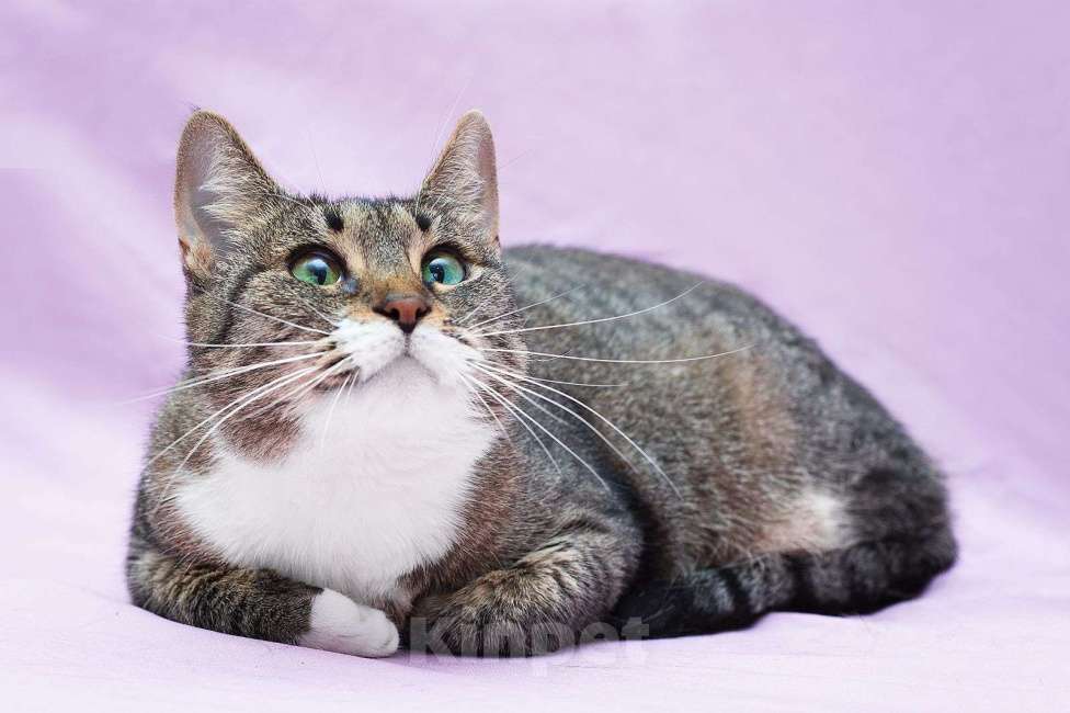 Кошки в Москве: Спокойная зеленоглазая дива Лада в добрые руки Девочка, Бесплатно - фото 3