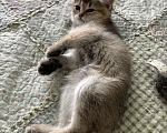 Кошки в Пензе: Британские котята Разнополые, 7 900 руб. - фото 3