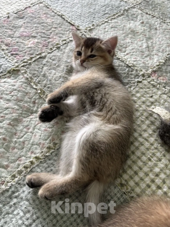 Кошки в Пензе: Британские котята Разнополые, 7 900 руб. - фото 3