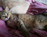 Кошки в Мытищах: Британские котята  Мальчик, 10 000 руб. - фото 1