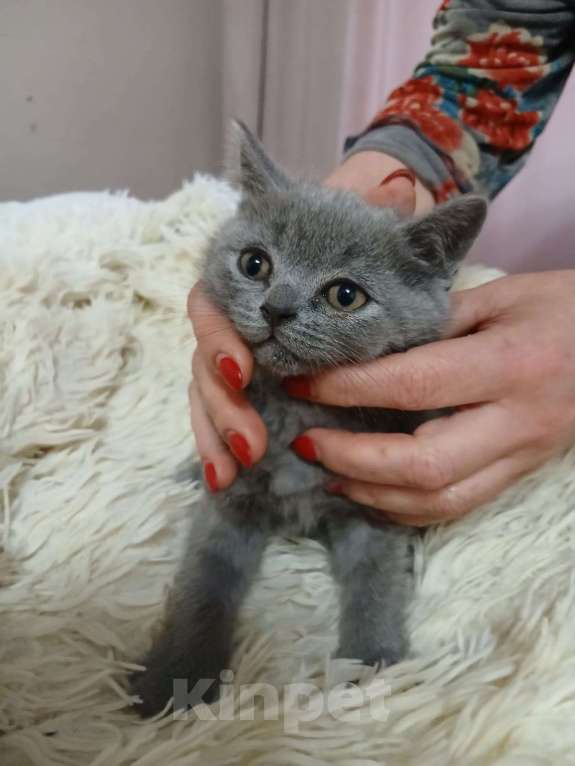 Кошки в Мытищах: Очаровательные серые Шотландцы Девочка, Бесплатно - фото 2