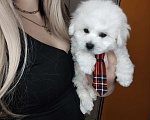 Собаки в Москве: Бишон фризе мини мальчик Мальчик, 55 000 руб. - фото 6