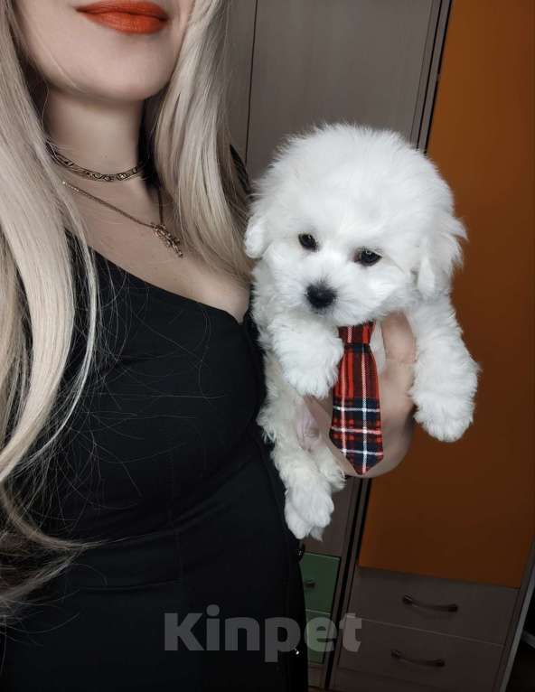 Собаки в Москве: Бишон фризе мини мальчик Мальчик, 55 000 руб. - фото 6