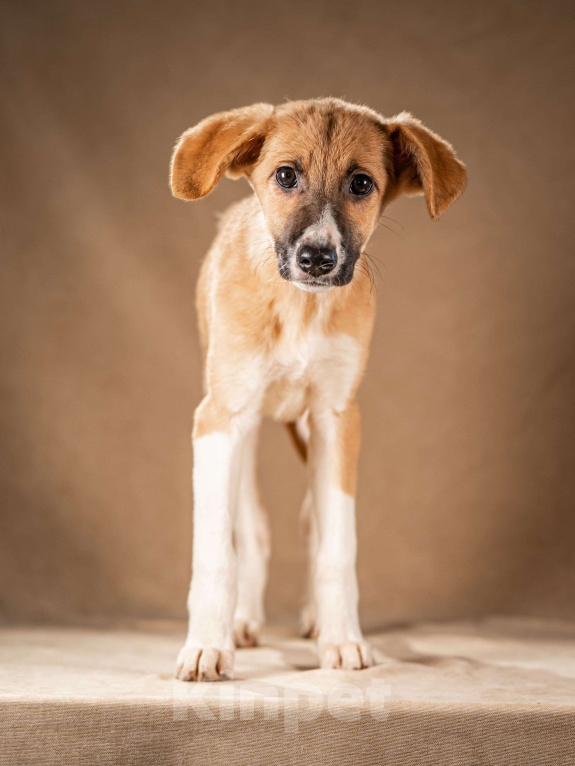 Собаки в Клине: Нимфа — сама скромность и доброта Девочка, Бесплатно - фото 5