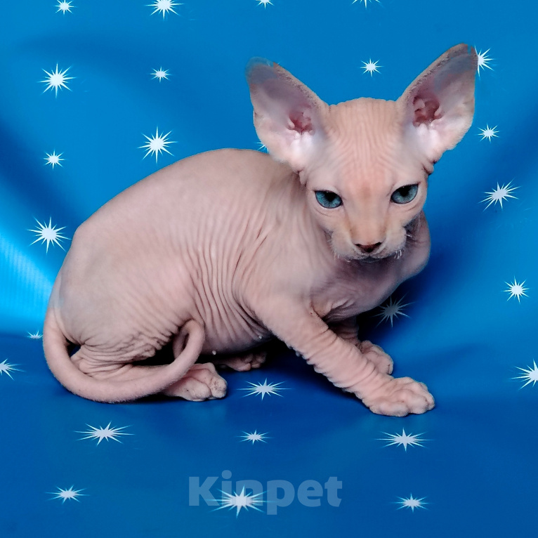 Кошки в Королеве: Очаровательный котик из питомника Мальчик, 60 000 руб. - фото 2
