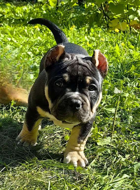 Собаки в Александрове: Ласковая девочка американский булли Девочка, 110 000 руб. - фото 2