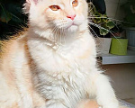 Кошки в Барнауле: Котята мейн-кун Девочка, Бесплатно - фото 4