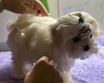 Собаки в Москве: Шикарный щенок Мальтезе 🐶 от призеров выставок🏆.  !!! Цена снижена до конца недели Мальчик, 65 000 руб. - фото 2