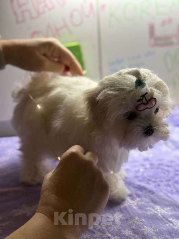 Собаки в Москве: Шикарный щенок Мальтезе 🐶 от призеров выставок🏆.  !!! Цена снижена до конца недели Мальчик, 65 000 руб. - фото 2