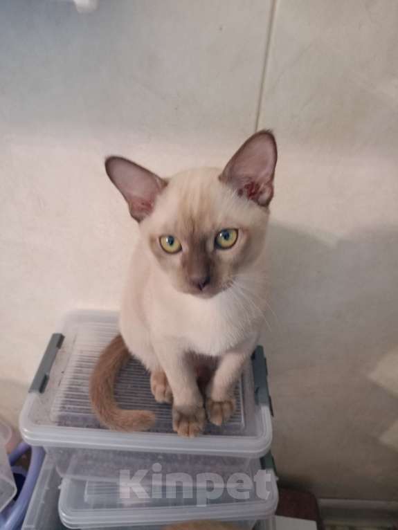 Кошки в Санкт-Петербурге: Бурманский котенок Ромео Мальчик, 40 000 руб. - фото 2