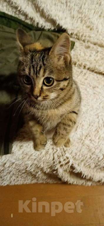 Кошки в Москве: котенок Герда ищет дом Девочка, Бесплатно - фото 1