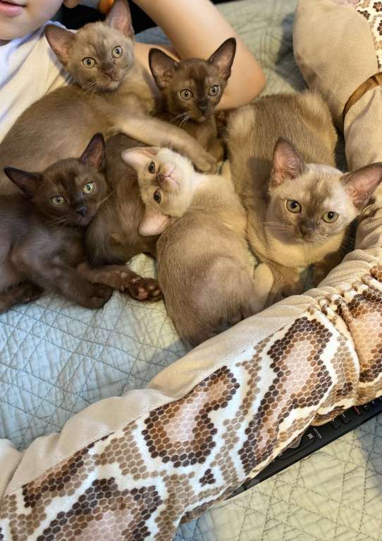 Кошки в Нижнем Новгороде: Бурманские котята Девочка, 50 000 руб. - фото 9