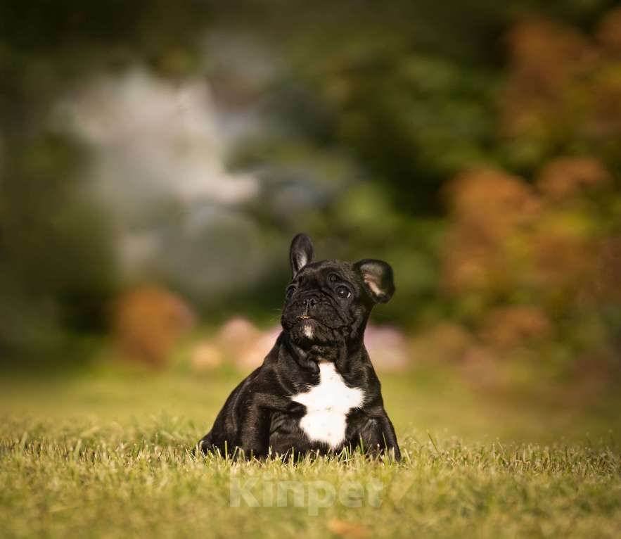 Собаки в Санкт-Петербурге: Кобель тигрового окраса Мальчик, Бесплатно - фото 2
