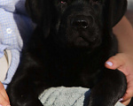 Собаки в Рыбинске: Черные мальчики лабрадорчики Мальчик, 60 000 руб. - фото 4