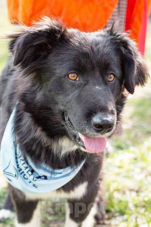 Собаки в Москве: Злата, идеальная собака для семьи с детьми Девочка, Бесплатно - фото 2
