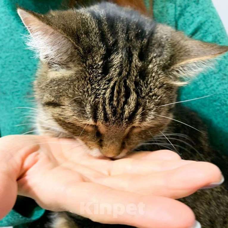 Кошки в Москве: Ласковую кошечку никто не замечает Девочка, Бесплатно - фото 3