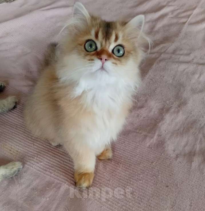 Кошки в Москве: Шотландский котик хайленд страйт Мальчик, 15 000 руб. - фото 1