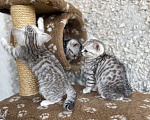 Кошки в Брянске: Британские малыши Девочка, 5 000 руб. - фото 1