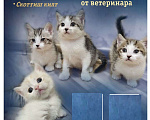 Кошки в Кургане: Манчкин котята из питомника,от ветеринара. Мальчик, 35 000 руб. - фото 3