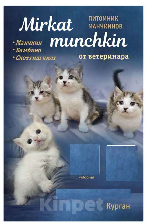 Кошки в Кургане: Манчкин котята из питомника,от ветеринара. Мальчик, 35 000 руб. - фото 3