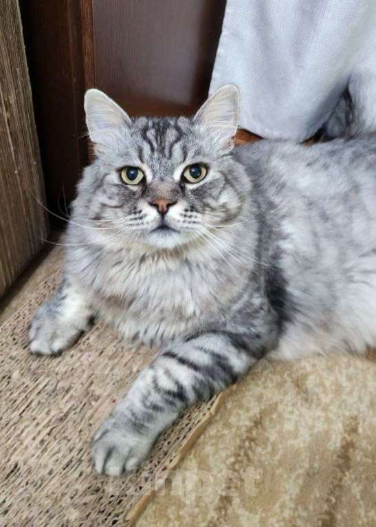 Кошки в Москве: Корсик ищет дом Мальчик, Бесплатно - фото 2