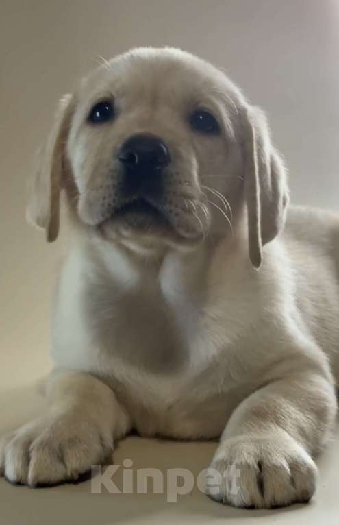 Собаки в Самаре: Лабрадор Девочка, 60 000 руб. - фото 2