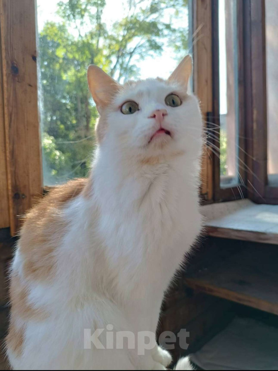 Кошки в Калининграде: Кот в добрые руки Мальчик, Бесплатно - фото 3