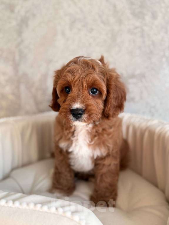 Собаки в Москве: Кавапу щенок Мальчик, 85 000 руб. - фото 3