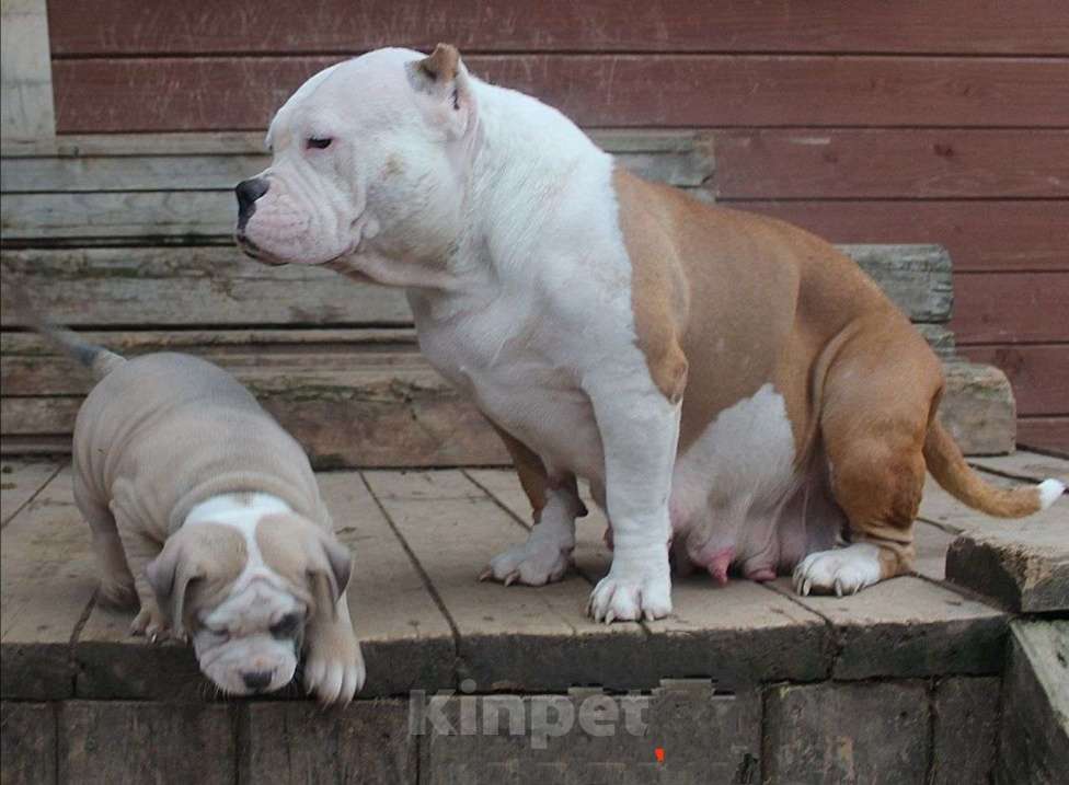 Собаки в Москве: Дети-булли Разнополые, 70 000 руб. - фото 10