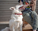 Собаки в Москве: Маленькая белая пушистая собачка Шарлотта в добрые руки Девочка, 1 руб. - фото 2