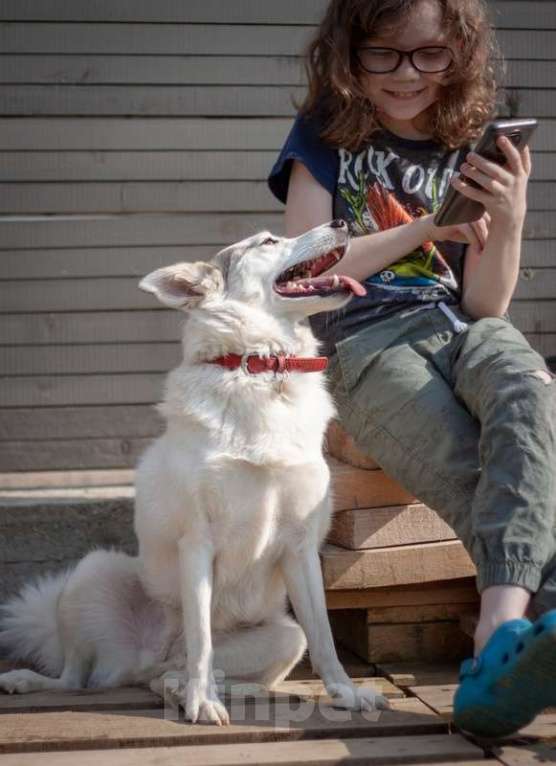 Собаки в Москве: Маленькая белая пушистая собачка Шарлотта в добрые руки Девочка, 1 руб. - фото 2