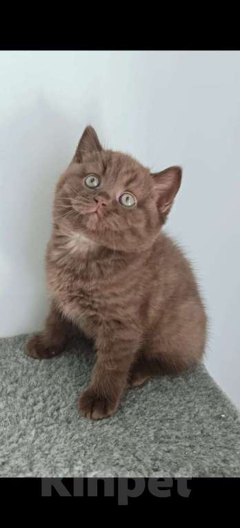 Кошки в Воронеже: Шоколадный короткошерстный мальчик Мальчик, 70 000 руб. - фото 2