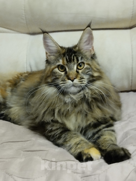 Кошки в Казани: Котенок мейн-кун Девочка, Бесплатно - фото 1