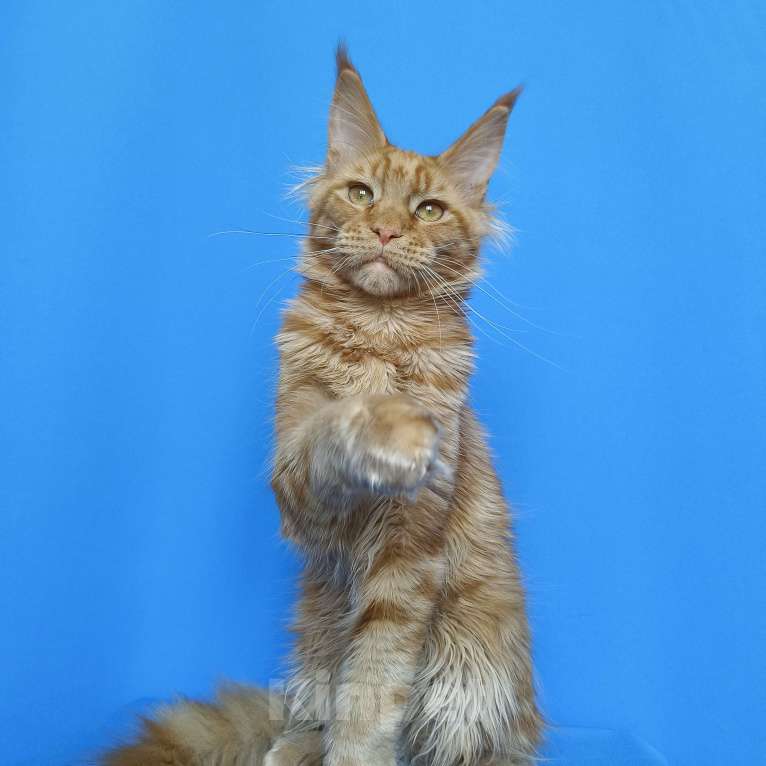 Кошки в Москве: Котёнок Мейн - Кун из питомника Мальчик Мальчик, 60 000 руб. - фото 7