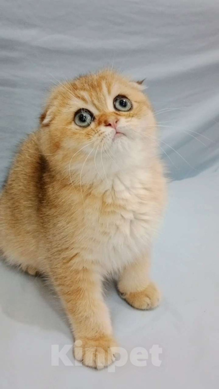 Кошки в Москве: Scottish fold  Мальчик, Бесплатно - фото 3