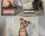 Кошки в Омске: Донской сфинкс котята Девочка, 12 000 руб. - фото 4