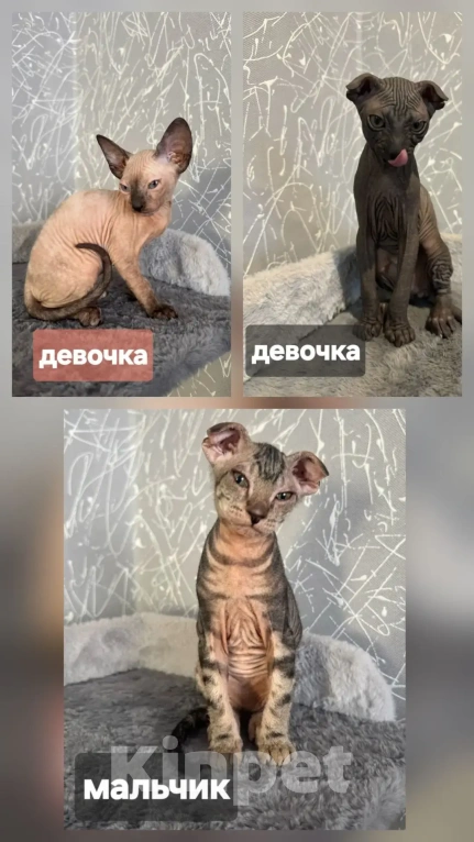 Кошки в Омске: Донской сфинкс котята Девочка, 12 000 руб. - фото 4