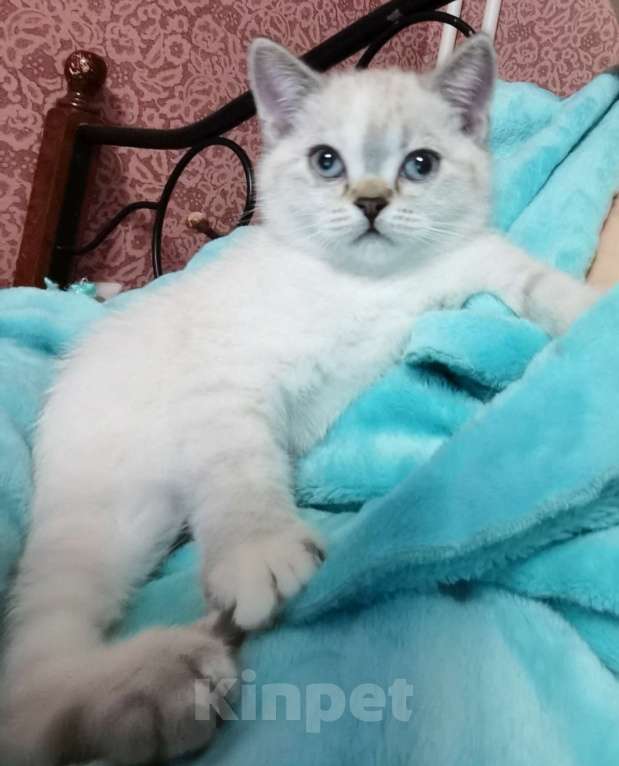 Кошки в Москве: Британская породы.  Игривые плюшевые котята 1, 2, 3 и 5 месяцев мальчики и девочки Девочка, 12 000 руб. - фото 2