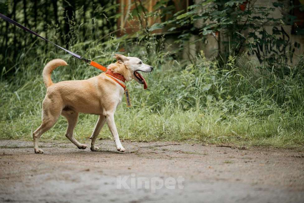Собаки в Москве: Бывшедомашний пес. Ни одного отклика Мальчик, Бесплатно - фото 4