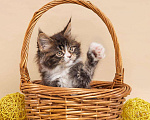 Кошки в Новосибирске: Котята породы Мейкун  Мальчик, Бесплатно - фото 4