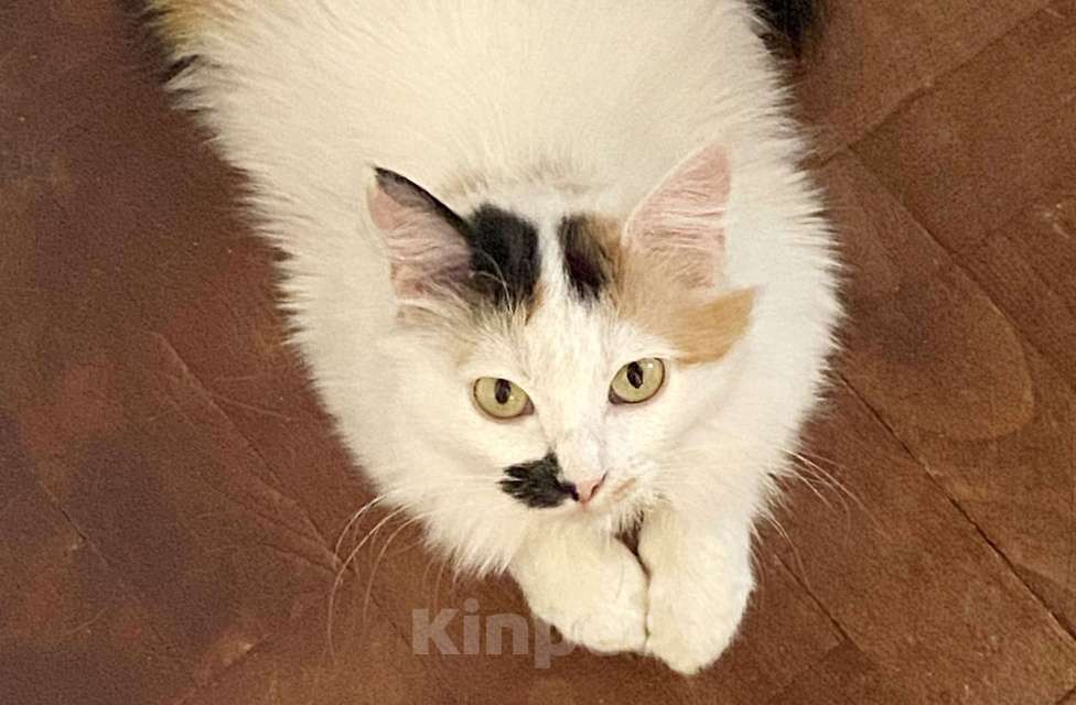 Кошки в Москве: Миниатюрная кошечка Буся в дар. Девочка, Бесплатно - фото 1