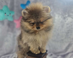 Собаки в Москве: Померанский шпиц Мальчик, Бесплатно - фото 2