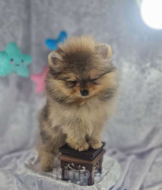 Собаки в Москве: Померанский шпиц Мальчик, Бесплатно - фото 2