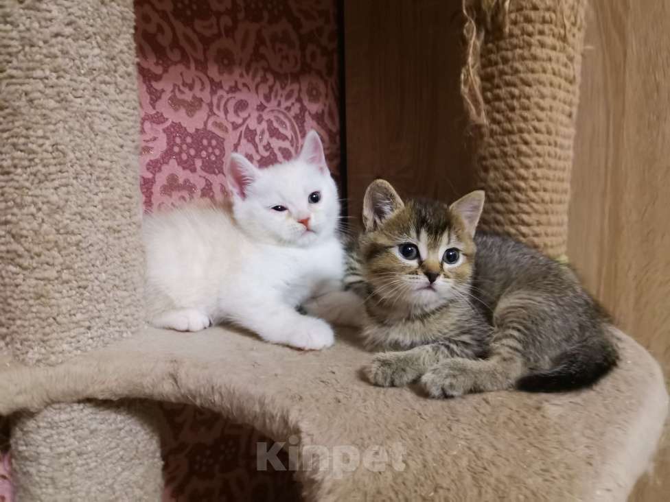 Кошки в Москве: Британские котята  Мальчик, 10 000 руб. - фото 2