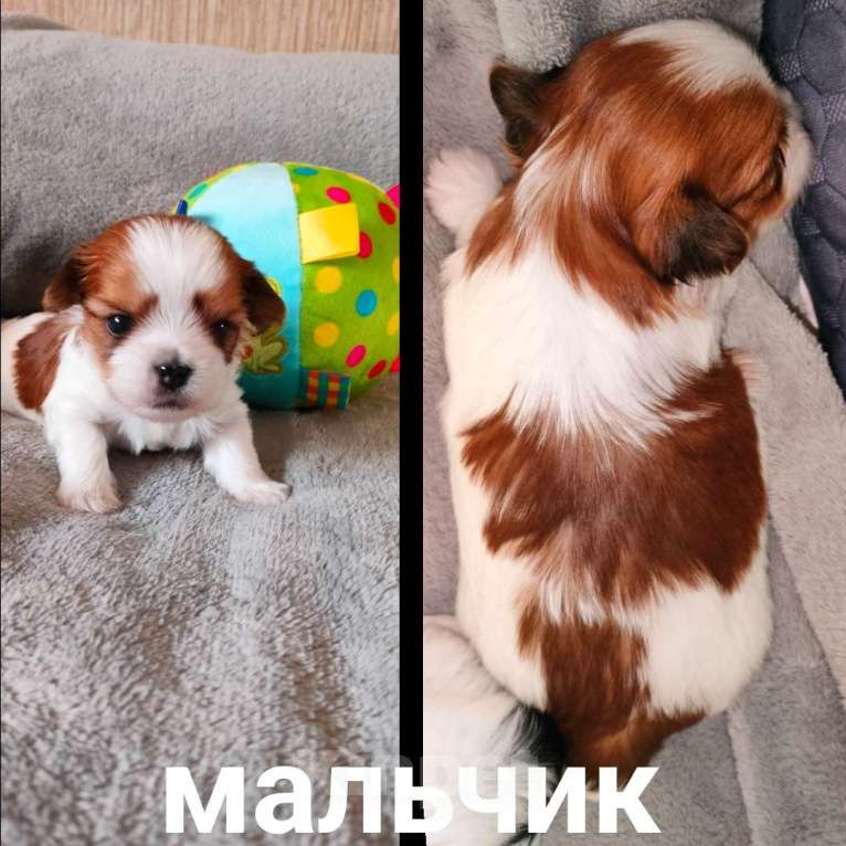 Собаки в Фокино: Щенки бивер-йорка Разнополые, 60 000 руб. - фото 2