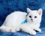Кошки в Пушкино: Британский синеглазый котик! Шиншилла пойнт.  Мальчик, 15 000 руб. - фото 1