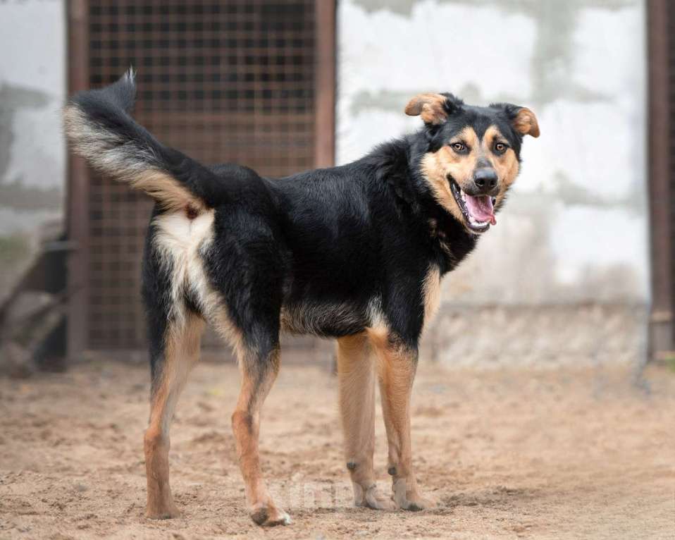 Собаки в Москве: Джек - красивый токсик Мальчик, Бесплатно - фото 6
