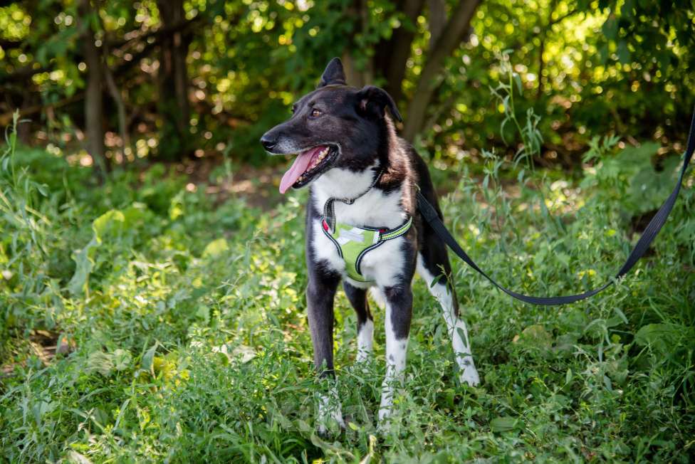 Собаки в Москве: Драгоценная Фани Девочка, Бесплатно - фото 8